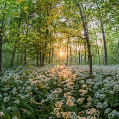 Week end nature et cuisines sauvages