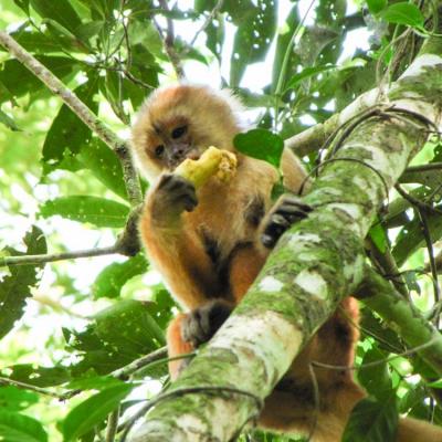 Amazonie singe séjour au pérou