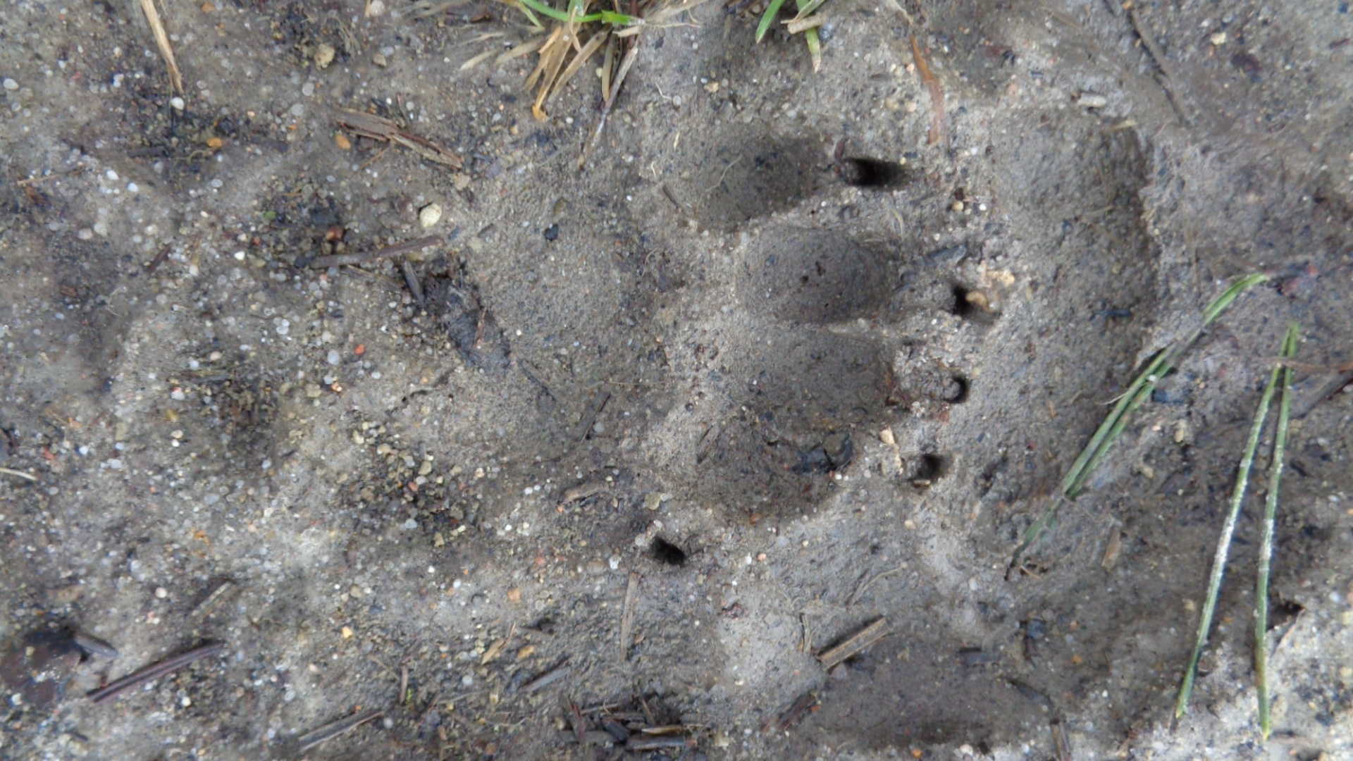 Balade traces et indices des animaux