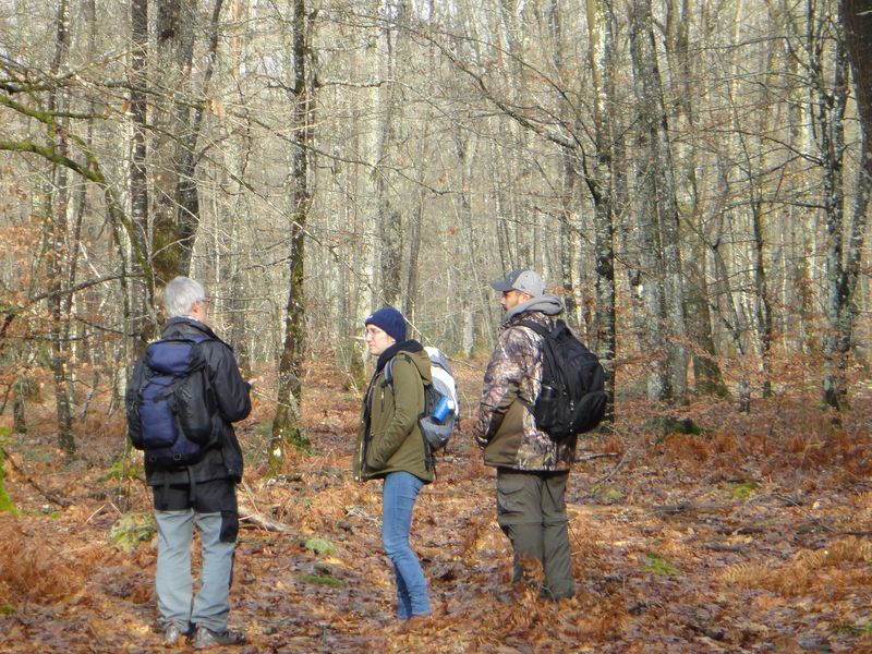 Excursion en forêt de Chinon
