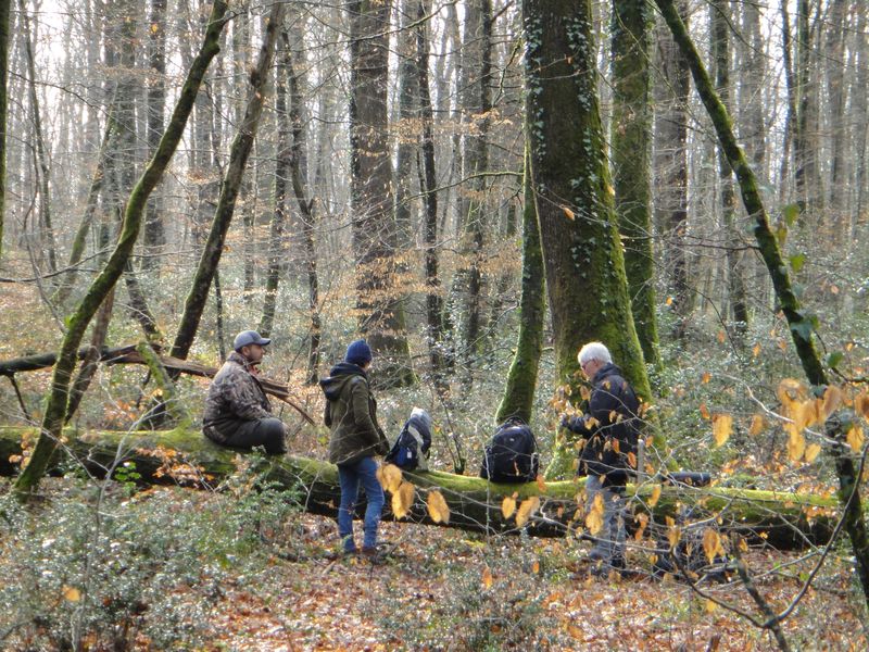 Excursion en forêt de Chinon