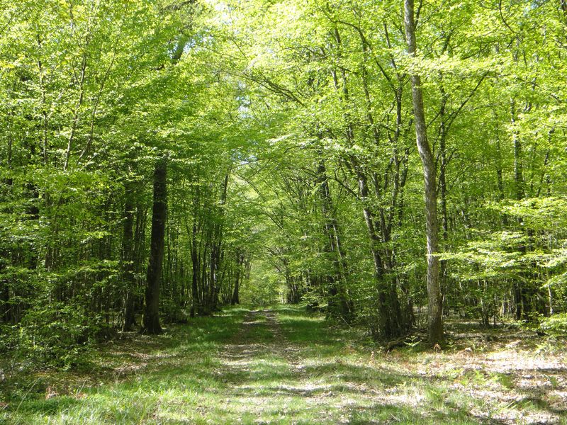 Excursion en forêt de Tours-Preuilly