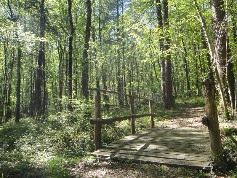 Excursion en forêt de Tours-Preuilly
