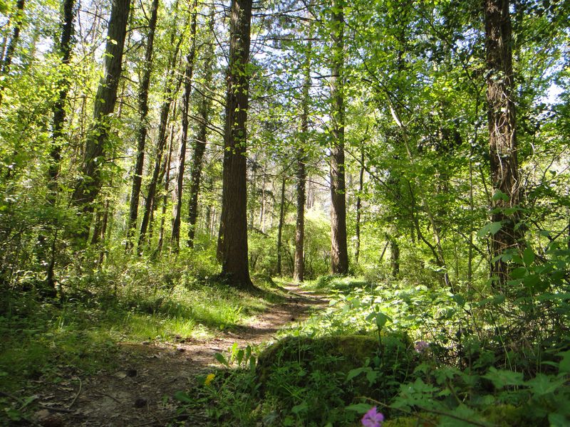 Excursion en forêt de Tours-Preuilly