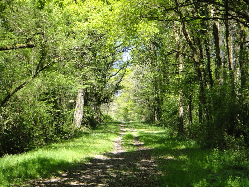 Excursion en forêt de Tours-Preuilly