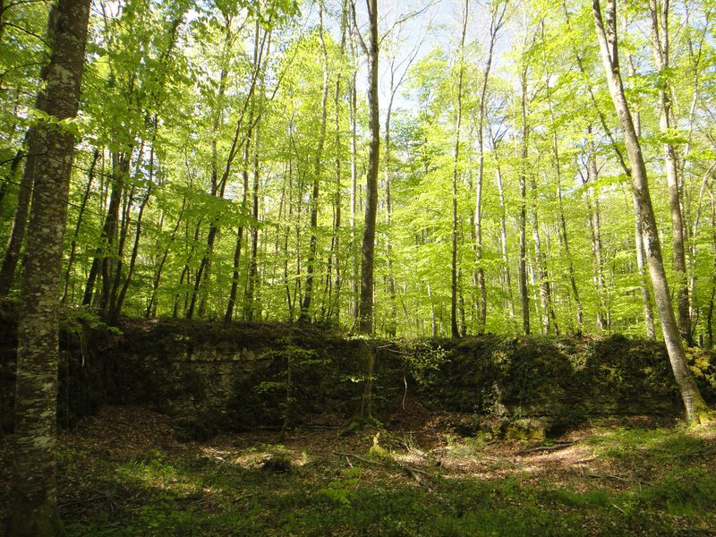 Excursion en forêt de Loches