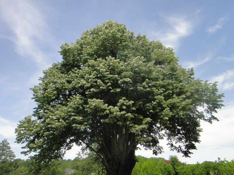 Journée nature à Chemillé