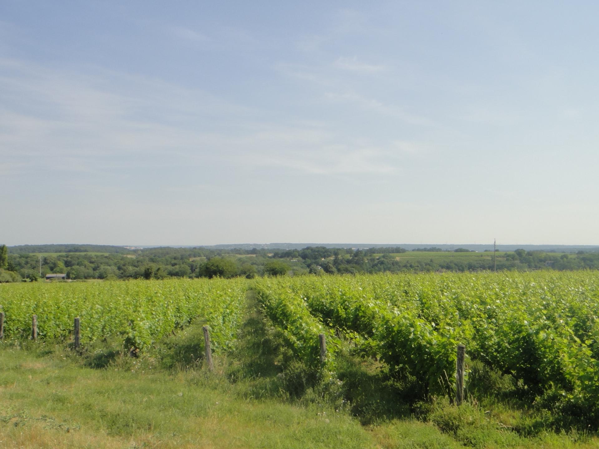 Excursion nature à Chinon