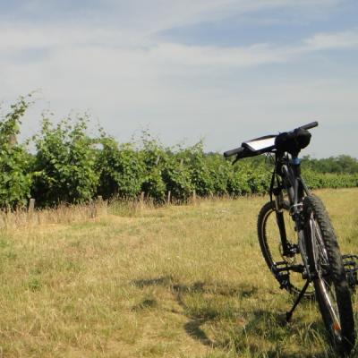 Vignoble de Loire à vélo