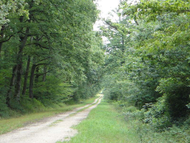 Excursion à vélo à Amboise
