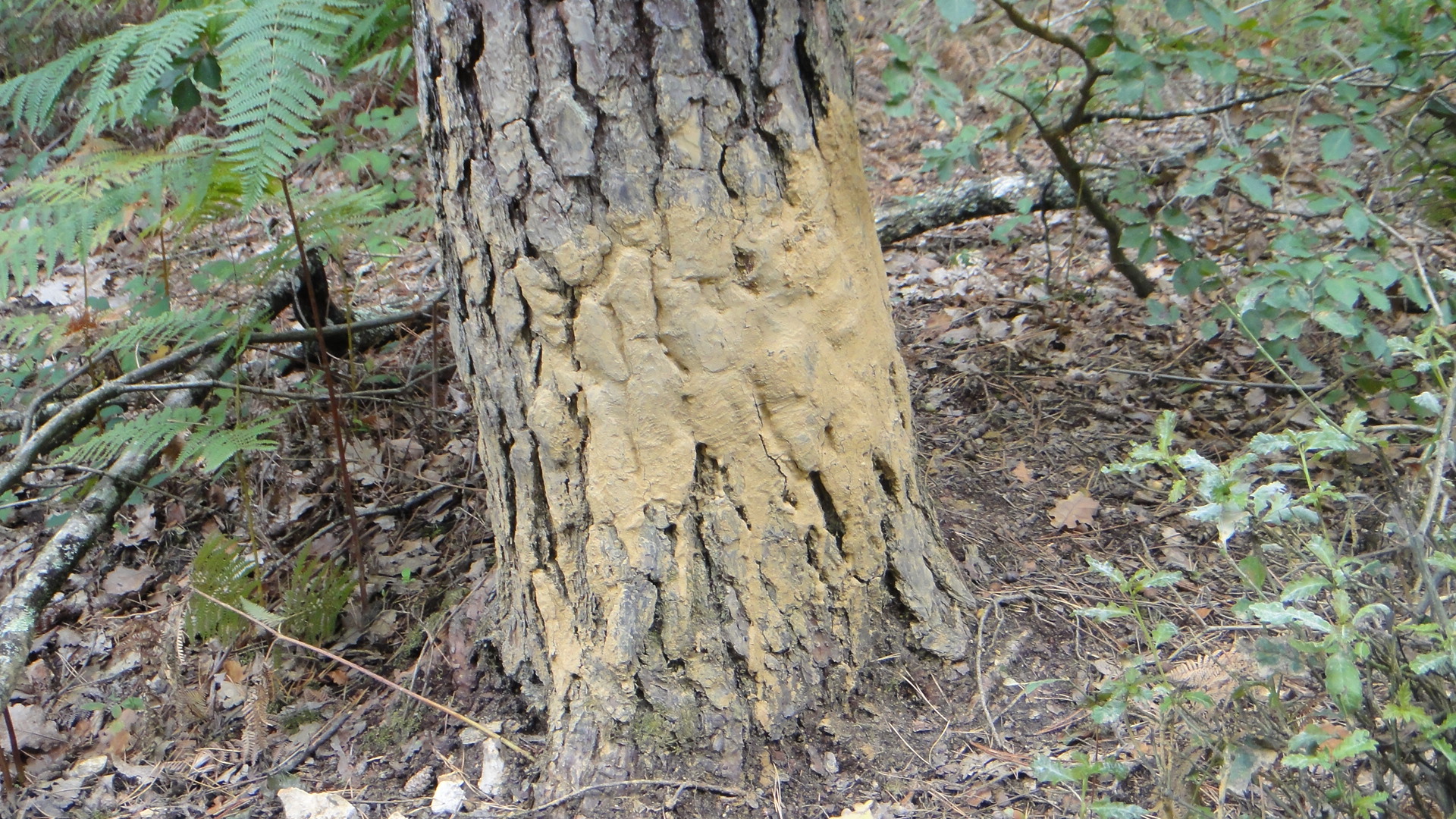 Balade traces et indices des animaux