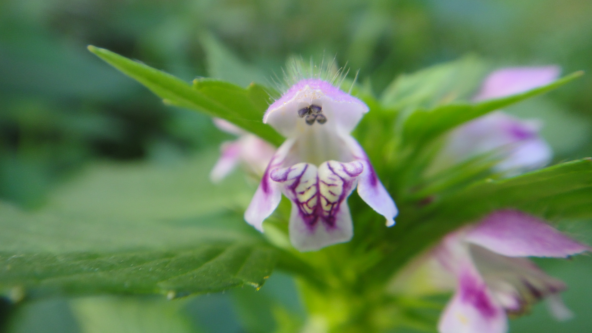 Balade plantes sauvages