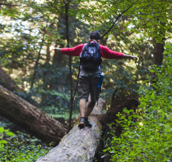 Guide foret