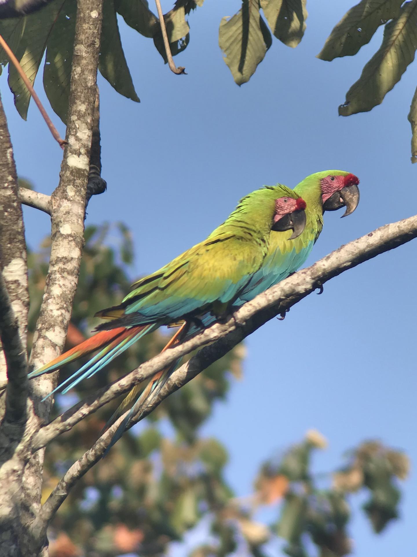 Séjour au Costa Rica
