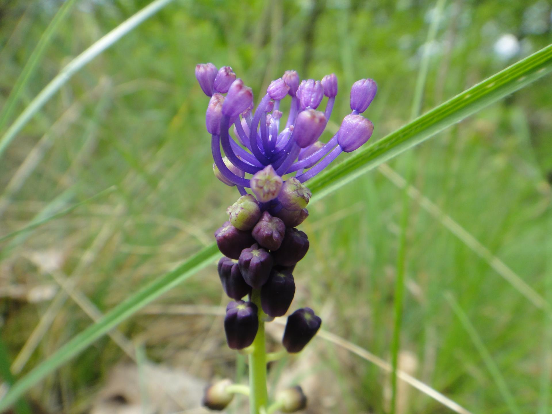 Balade plantes sauvages