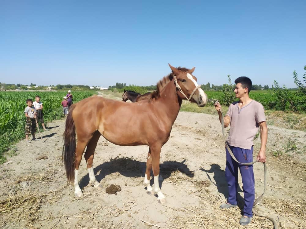 Voyage à cheval en Ouzbékistan