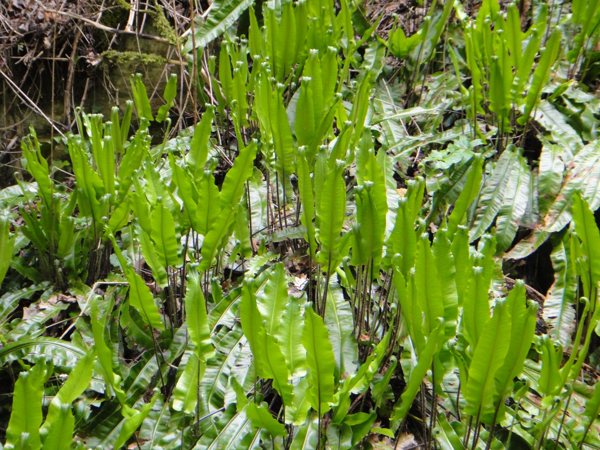 Balade plantes sauvages