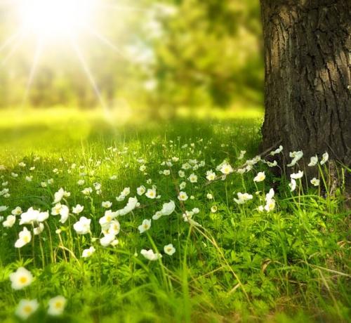 Fleurs de foret