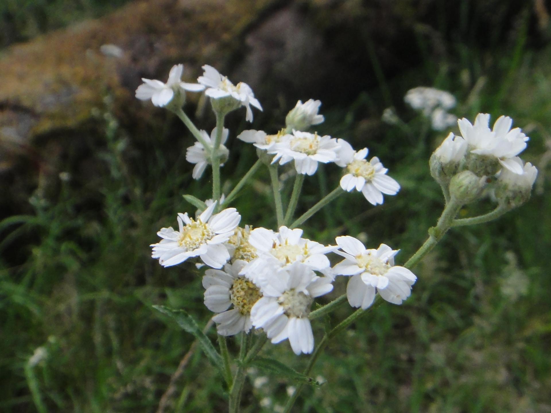 Achillea ptarmica achillee sternutatoire aout 2017 7 