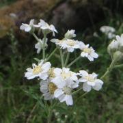 Achillea ptarmica achillee sternutatoire aout 2017 7 