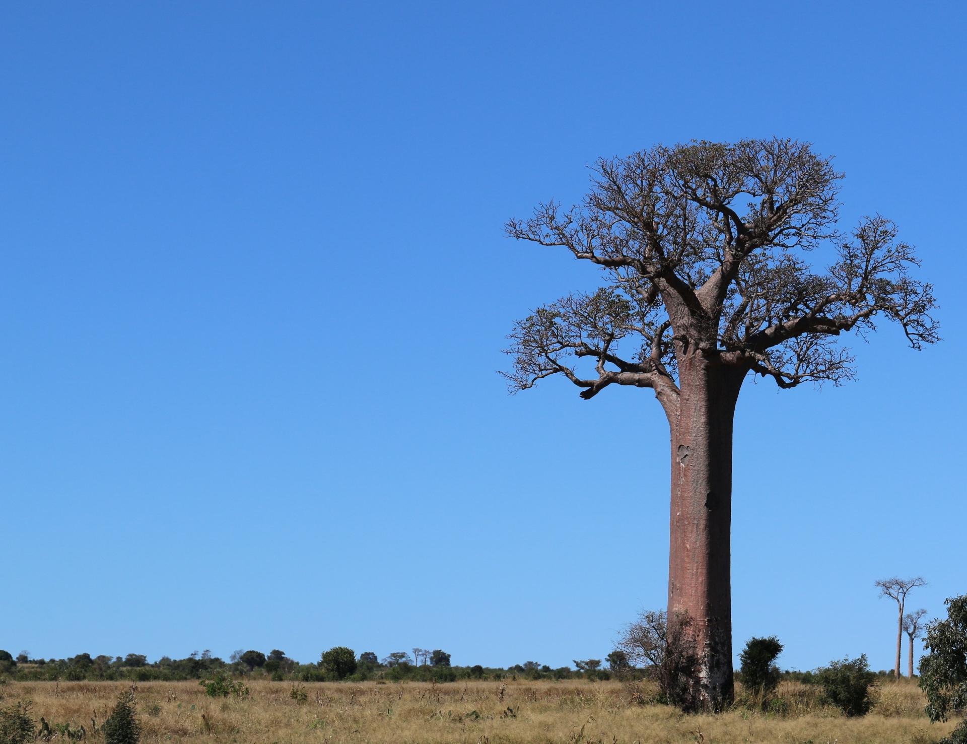 Voyage à Madagascar