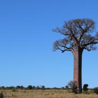 Voyage à Madagascar