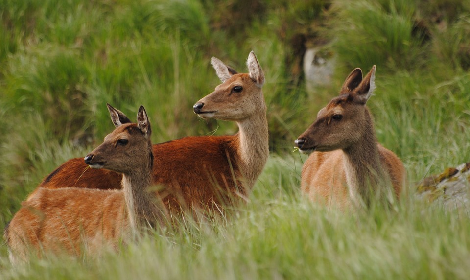 Week-end brame du cerf en Touraine