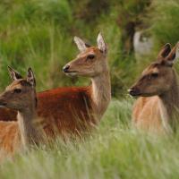 Week-end brame du cerf en Touraine