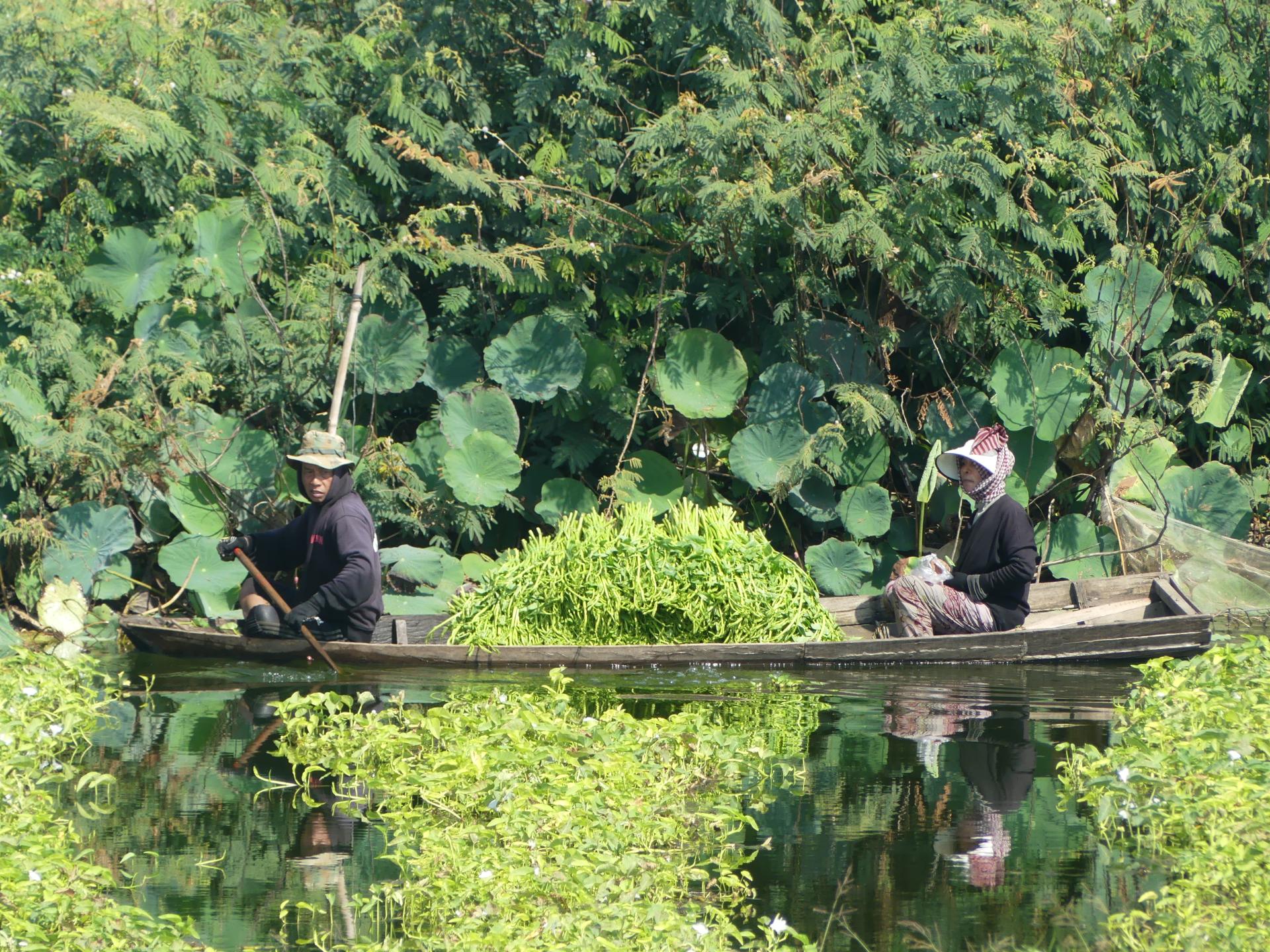 Cambodge janvier 2025 38