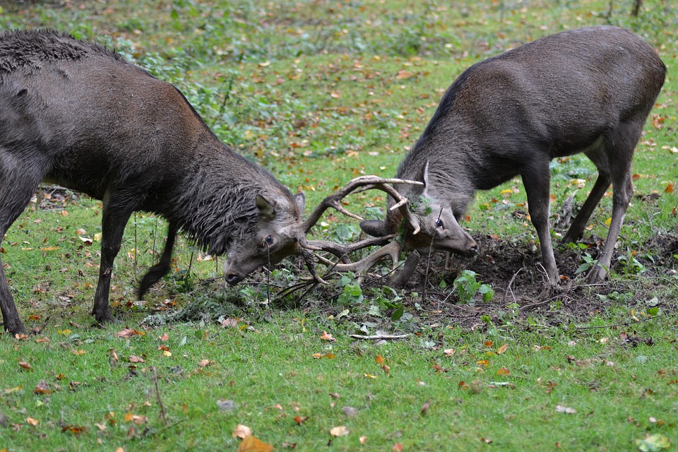 Week-end brame du cerf en Touraine