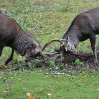 Week-end brame du cerf en Touraine