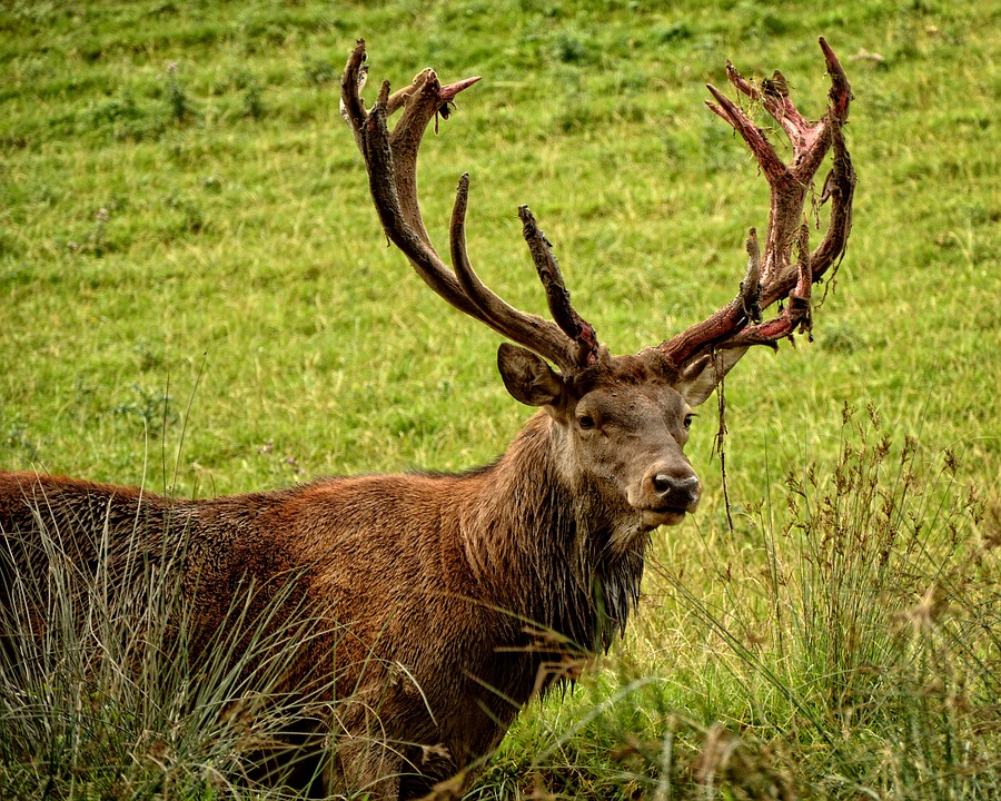 Week-end brame du cerf en Touraine