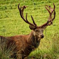 Week-end brame du cerf en Touraine