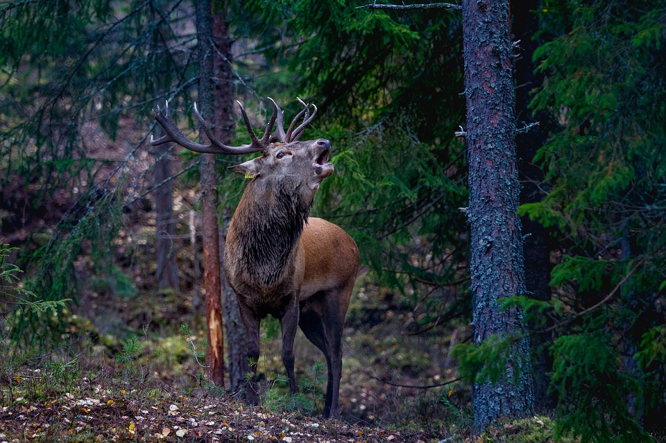 Week-end brame du cerf en Touraine