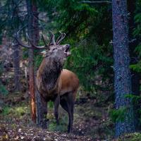 Week-end brame du cerf en Touraine