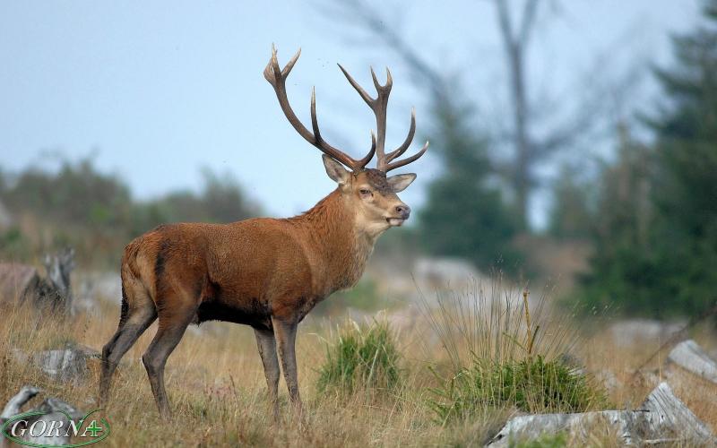 Cerf elaphe