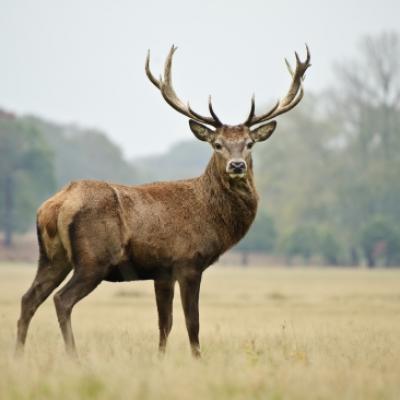 Cerf en touraine