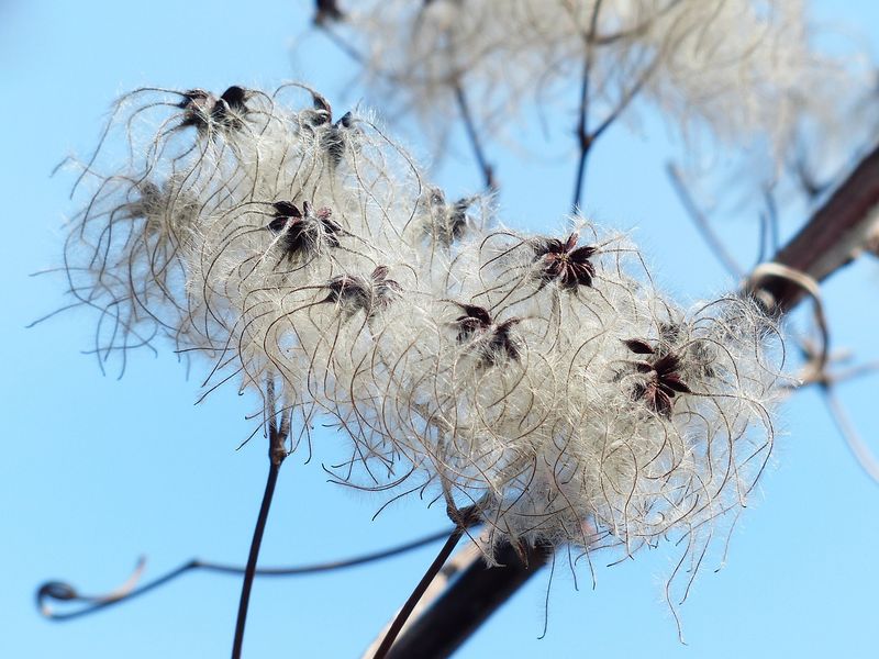 Clematis vitalba 99888 1281