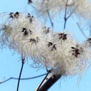 Clematis vitalba 99888 1281