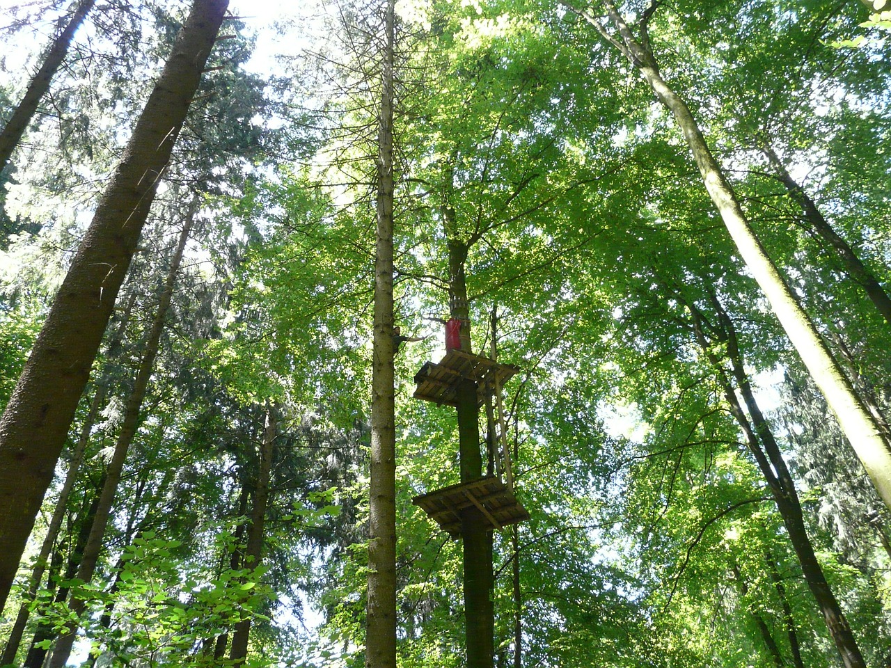 Après midi dans les arbres en Touraine