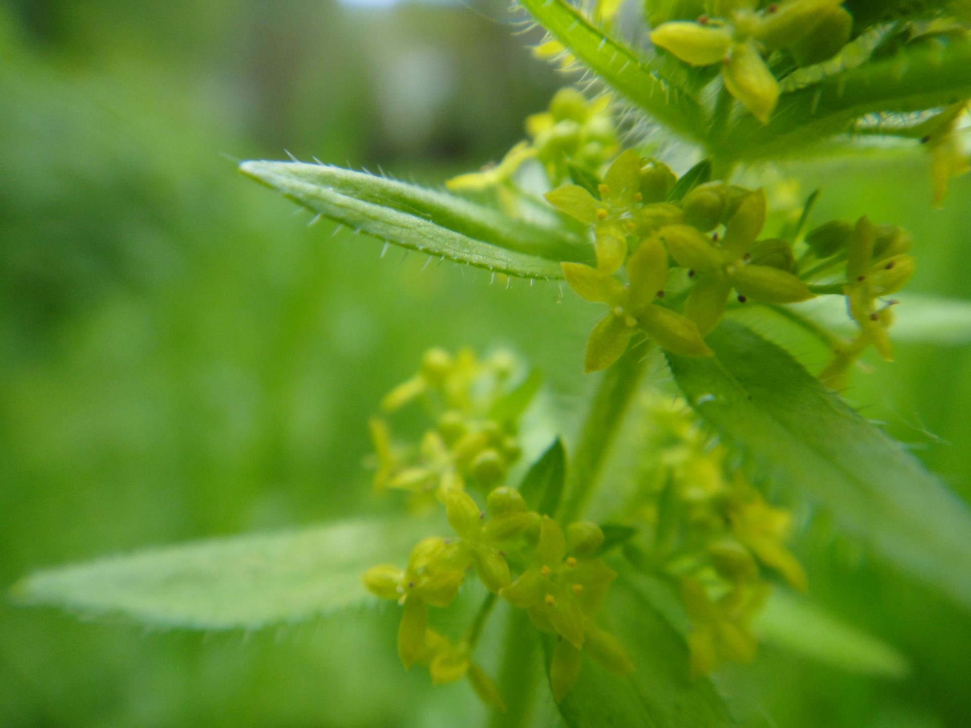 Ptite balade le monde des plantes