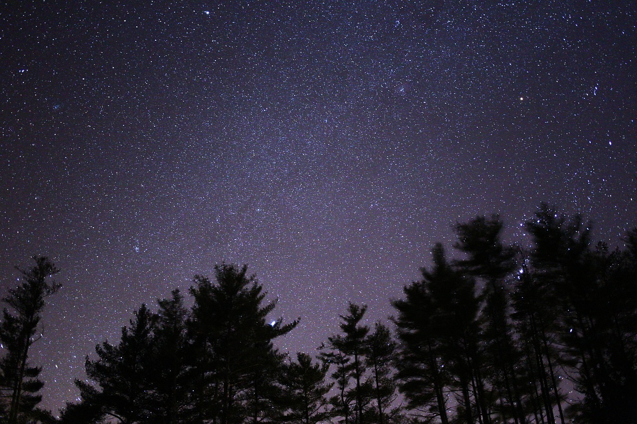 Forêt de touraine la nuit