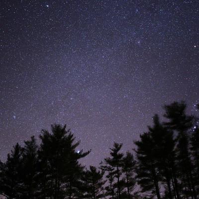 Forêt de touraine la nuit