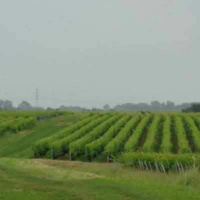 Vignoble de Touraine