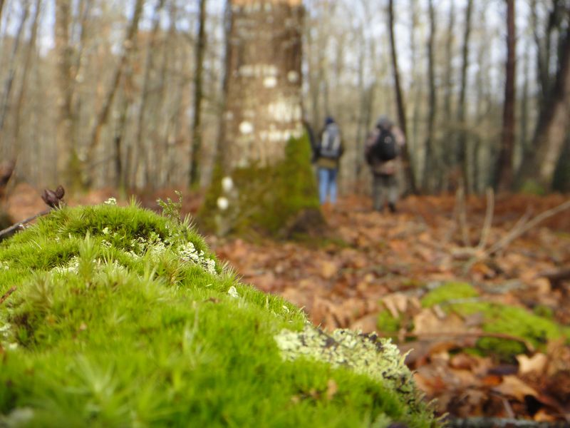 Forêt de Chinon