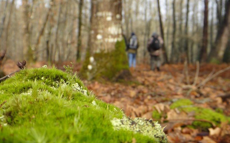 Forêt de Chinon