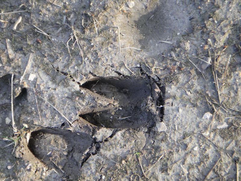 Sortie traces et indices d'animaux en Touraine