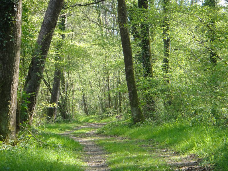 Forêt de Chinon - Excursion val de loire écotourisme