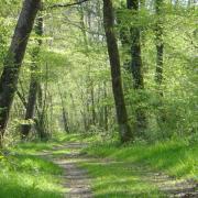 Forêt de Chinon - Excursion val de loire écotourisme