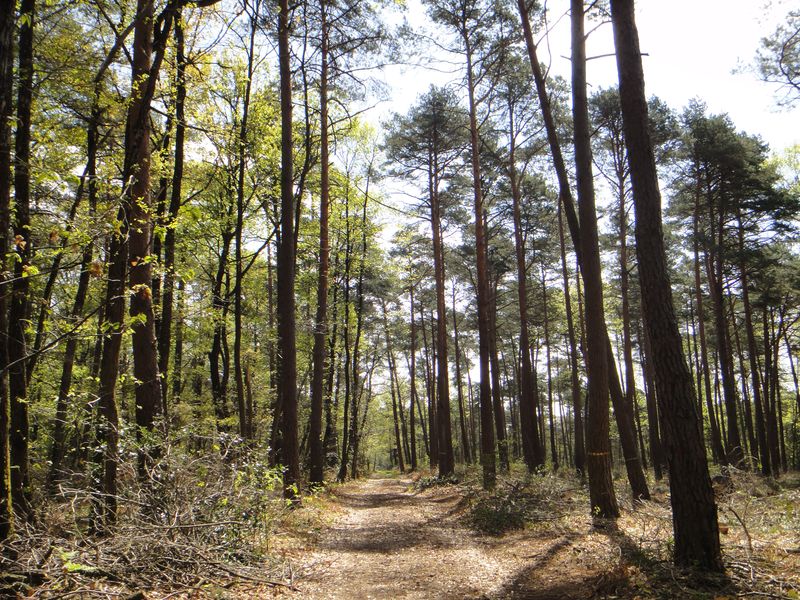 Forêt de Chinon